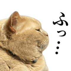 [LINEスタンプ] はじめましてこてつくん
