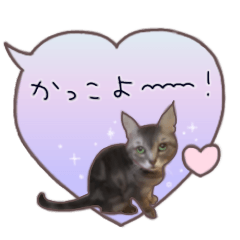 [LINEスタンプ] 猫たちのリアルタッチ吹き出し