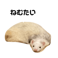 [LINEスタンプ] もぐごまちゃんねる#治安の悪いフェレット