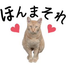 [LINEスタンプ] 野良猫の関西弁スタンプ(一言バージョン)