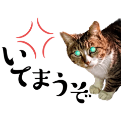 [LINEスタンプ] 野良猫の関西弁口悪スタンプ