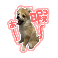 [LINEスタンプ] ポメラニアン ふうちゃん(ふえた)