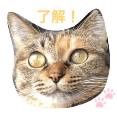 [LINEスタンプ] あんずちゃん其の10