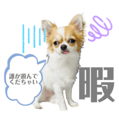 [LINEスタンプ] ぶちゃかわチワワこむぎちゃん