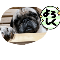 [LINEスタンプ] こてつの（パグ）のスタンプ