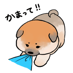 [LINEスタンプ] 柴犬の日常 (豆柴)