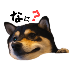 [LINEスタンプ] 豆柴のまろくん