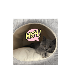 [LINEスタンプ] グリにゃんの日常スタンプ