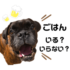[LINEスタンプ] ボクサー犬 バル 2