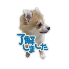 [LINEスタンプ] ポメラニアン ふうちゃん(日常)