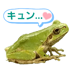 [LINEスタンプ] 野生のカエル16(微妙な関係！？)