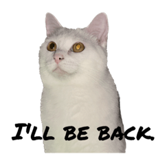 [LINEスタンプ] たっぷり！まっしろねこのおもちさん