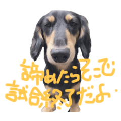 [LINEスタンプ] ゃぉぃちゃんの♡