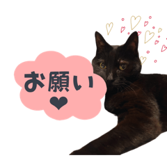 [LINEスタンプ] 黒猫はるみ