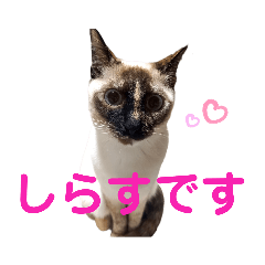 [LINEスタンプ] 可愛いしらすと、時々キナコ