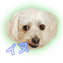 [LINEスタンプ] みさんちの犬