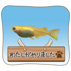 [LINEスタンプ] うさぎのティナちゃん3 withメダカの仲間