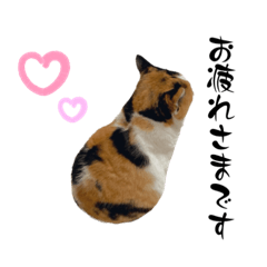 [LINEスタンプ] ニャーちゃんのスタンプver.4(丁寧語編)