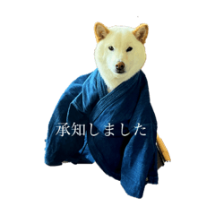 [LINEスタンプ] 白柴ゆずくん