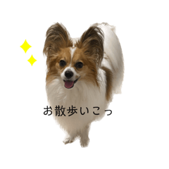 [LINEスタンプ] パピヨンのルーク