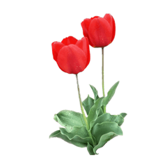 [LINEスタンプ] 町のチューリップ（Tulips）2 ［文字無し］