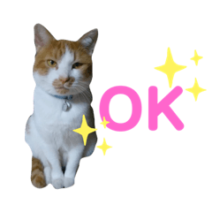 [LINEスタンプ] チャチャスタンプ^o^