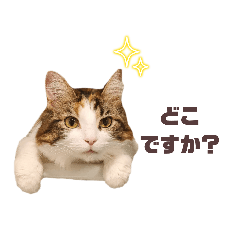 [LINEスタンプ] Pさん <日常> 第1弾