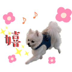 [LINEスタンプ] 大人しい犬(敬語)ポメラニアン改