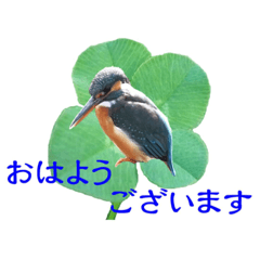 [LINEスタンプ] 四葉のクローバーカワセミ2