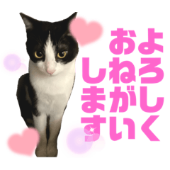 [LINEスタンプ] そうちゃんにゃんにゃんスタンプ2