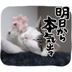 [LINEスタンプ] ねこのおこた兄弟3の画像（メイン）