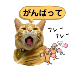 [LINEスタンプ] トラ猫さんの写真スタンプ