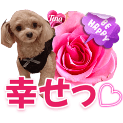 [LINEスタンプ] トイプーティナちゃん13薔薇とデカ文字編