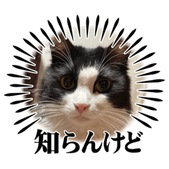 [LINEスタンプ] 猫猫猫猫猫、犬