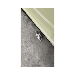 [LINEスタンプ] フィリピンのちっちゃい子猫