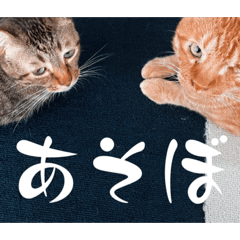 [LINEスタンプ] ねこさん（共演編）