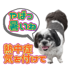 [LINEスタンプ] シーズーのくっきり見やすい言葉