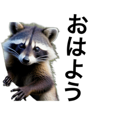 [LINEスタンプ] リアルなアライグマで会話の画像（メイン）