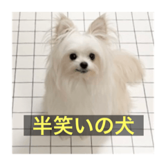 [LINEスタンプ] 字幕犬 やや使いやすいver2(かわいーぬ)の画像（メイン）