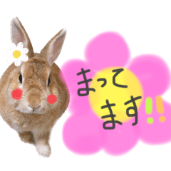 [LINEスタンプ] うさぎーず☆