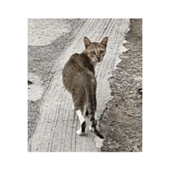 [LINEスタンプ] フィリピンのスリムな美人猫