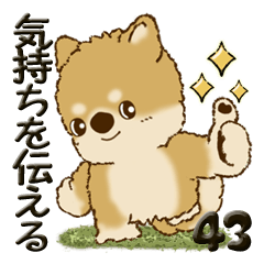 [LINEスタンプ] 柴犬・ちゃちゃ丸 43『気持ちを伝える』