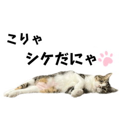[LINEスタンプ] くるぶし先輩〜船ver〜