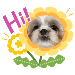 [LINEスタンプ] ひよちゃんのニコニコスタンプ