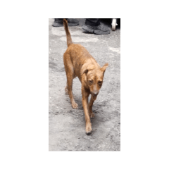 [LINEスタンプ] フィリピンの野良イッヌ-お母さん犬かな？