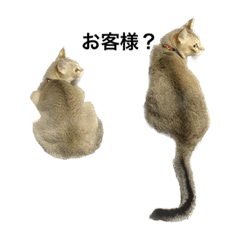 [LINEスタンプ] エステサロンの猫従業員(まめめとひめめ)