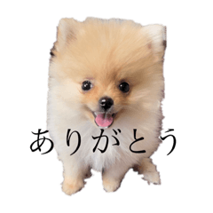 [LINEスタンプ] コタローくん。