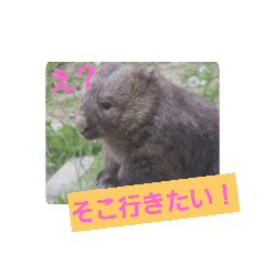 [LINEスタンプ] かわいいウォンバット5