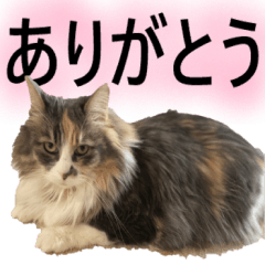 [LINEスタンプ] モモちゃん_1