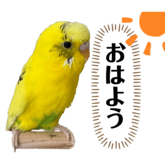 [LINEスタンプ] セキセイインコのピカ